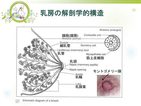 乳輪とは？ 意味をやさしく解説